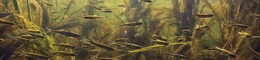 school fish freshwater aquarium background ecology fish underwater 548821 47723 260x60.jpg
