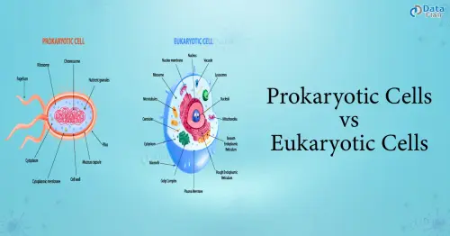 prokaryotic and eukaryotic cells.webp