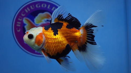 Best Fancy Goldfish in Austin.jpg