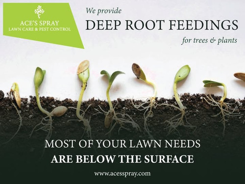 deep root feeding trees.jpg