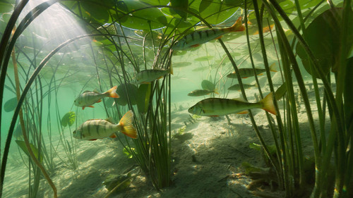 perche 50 1920x1080.jpg