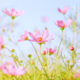 icon by littlemissnovella