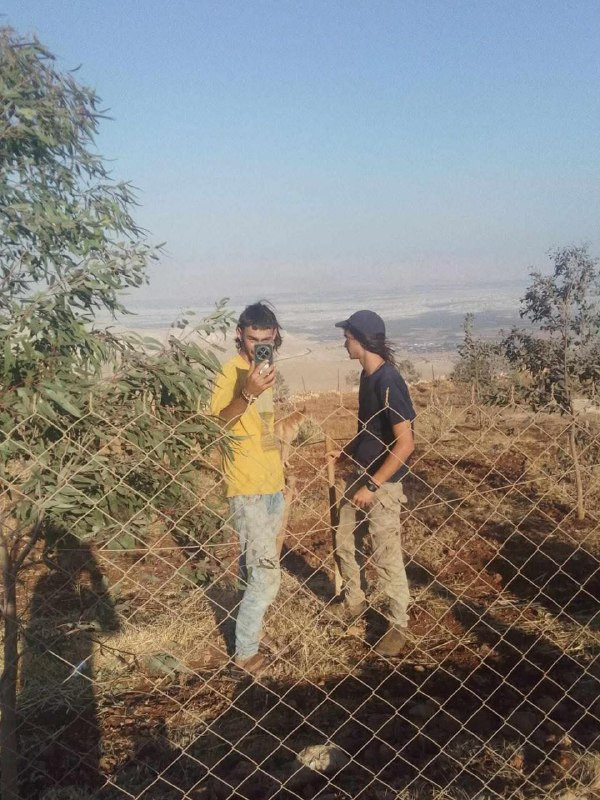 مستوطنون يطلقون مواشيهم بين أشجار الزيتون في أراضي المزارعين ببلدة دوما جنوب نابلس....