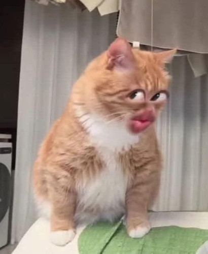 cat meme.jpg