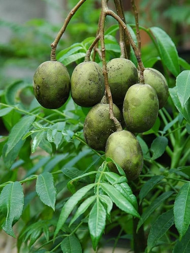 all time amra plant.jpg