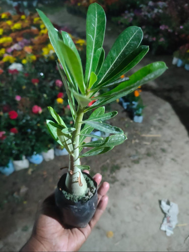 single adenium plant.jpg