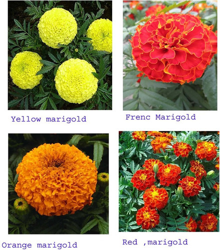 110 mix marigold flower seeds hy.jpg
