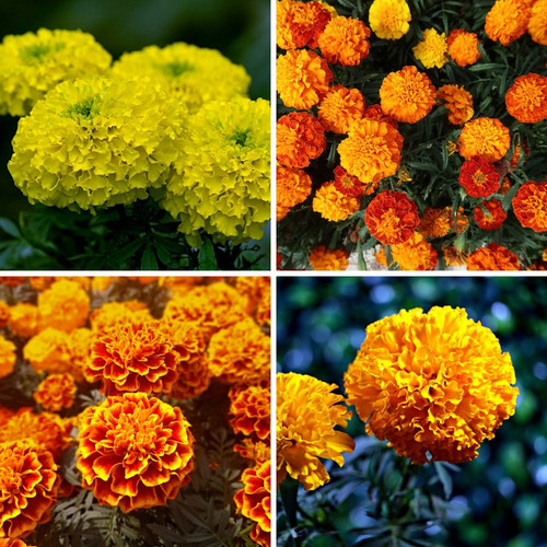 MarigoldMixedSeeds 800x.jpg