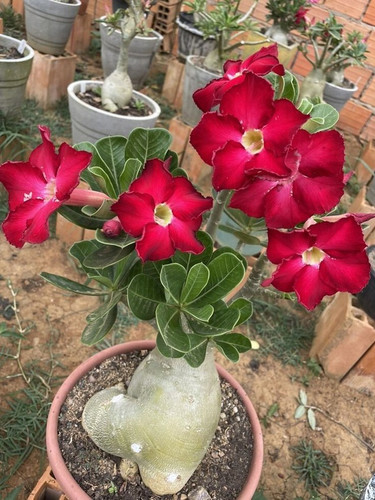 yes perennial no live plant indo.jpg
