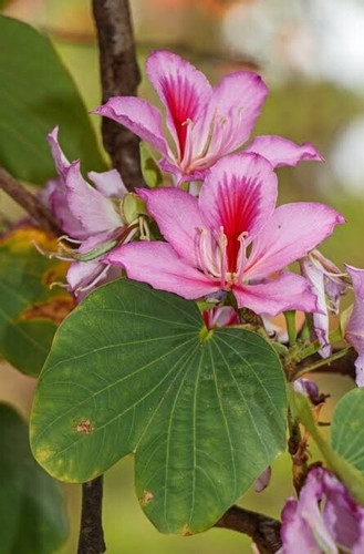 no annual yes bauhinia purpurea.jpg