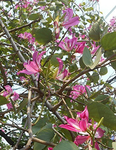 yes perennial yes kanchan plant.jpg