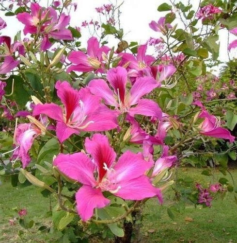 no annual yes bauhinia purpurea (1).jpg