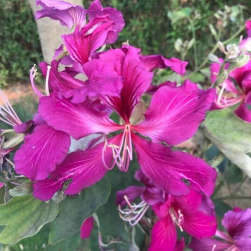 online plant bazar pink kanchan.jpg