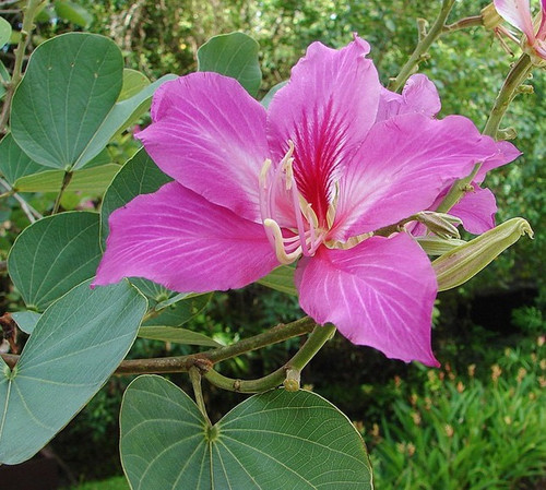 no perennial yes kanchan flower.jpg