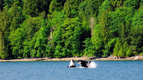 Best Whale Watching For Families in Vancouver Island.jpg