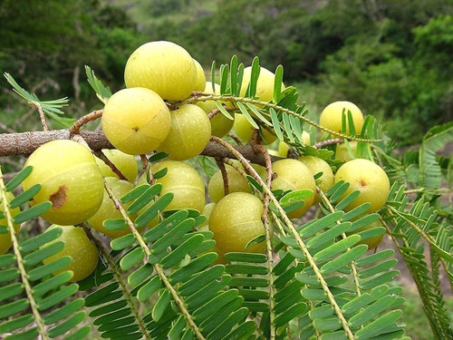 amla fruit plant.jpg