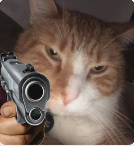pmqfccqwmymf1.jpg