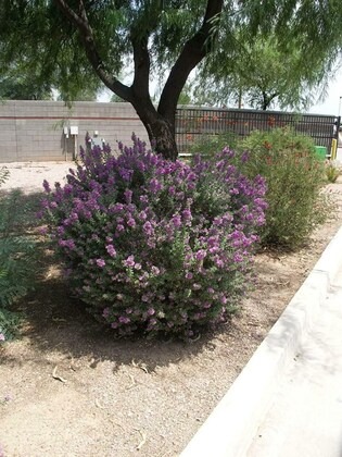garden art pink leucophyllum fru.jpg