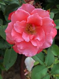 images.1