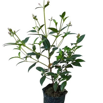 online plant bazar begum bahar t (1).jpg