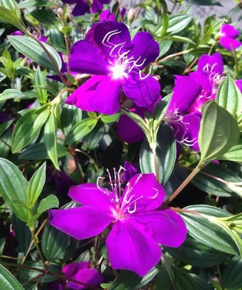 online plant bazar begum bahar t (2).jpg