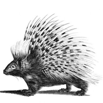 porcupine flip 400x400.jpg