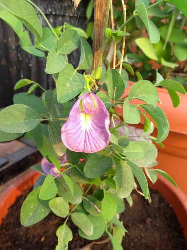 8 seeds aparajita 8p pink q pott.jpg