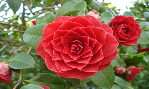 Top 10 Endangered Flowers in the World