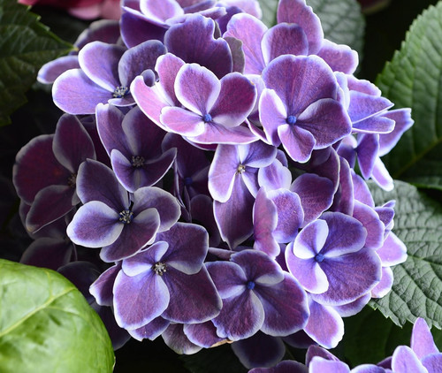 flowers 4194871 1920.jpg