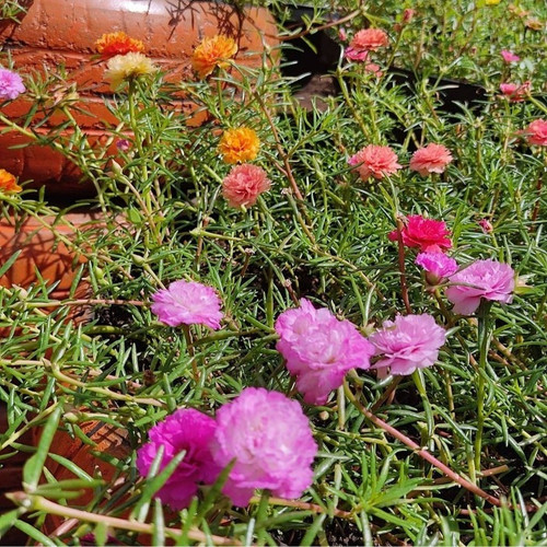 no biennial yes portulaca plant.jpg