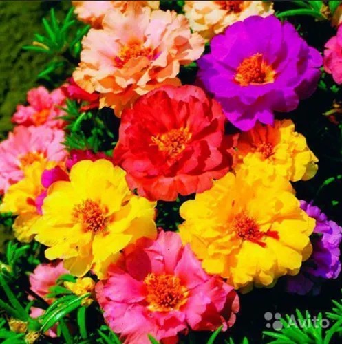 portulaca seeds summer 500x500.jpg