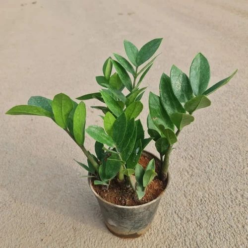 greenzzin4inchplasticpot139 500x.jpg