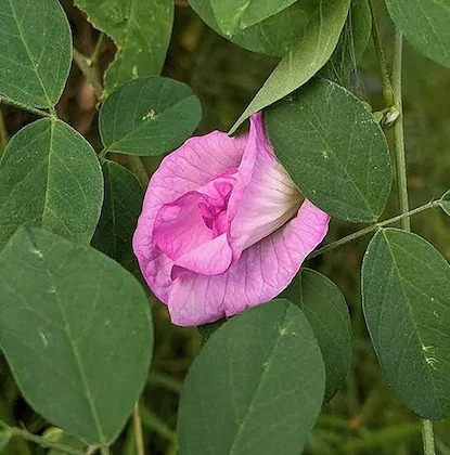 baishnab aparajita butterfly pea.jpg