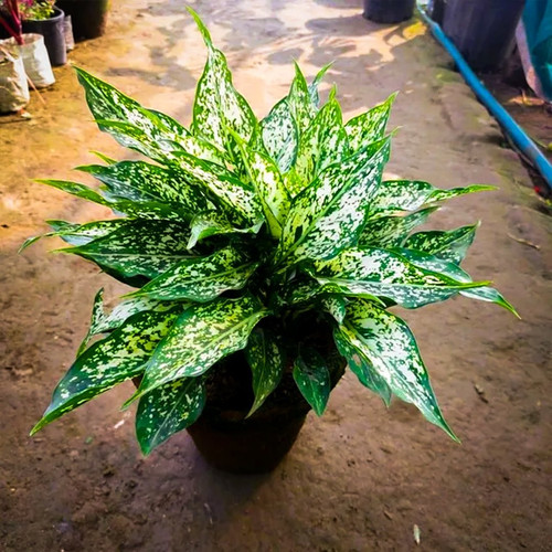 aglaonema snow white plant.jpg