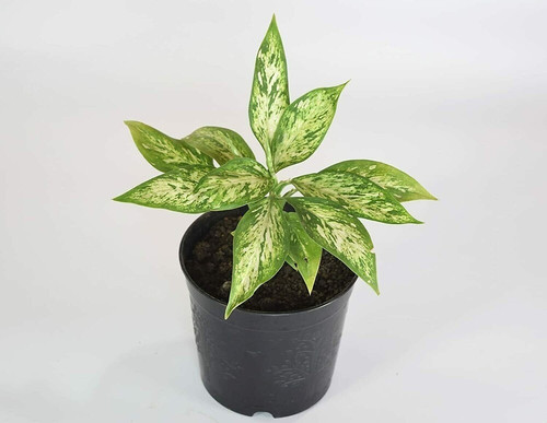 aglaonema snow white chinese eve.jpg