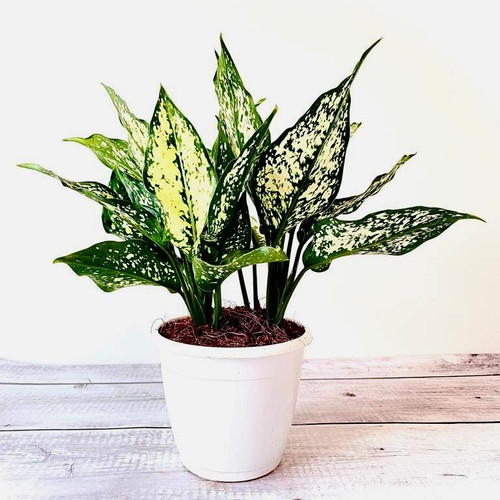 pg aglaonema snow white.jpg