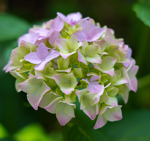 hydrangea 5393090 1920.jpg