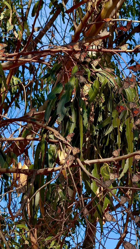 Nha1sFjcTl tN3Fb.jpg