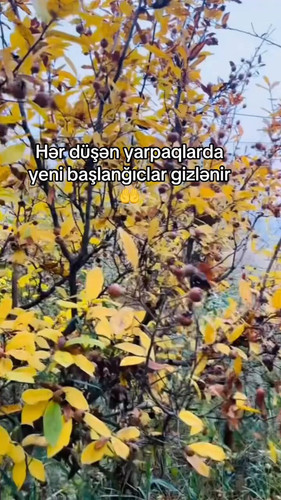 JOaWwFlw1fGrlb A.jpg