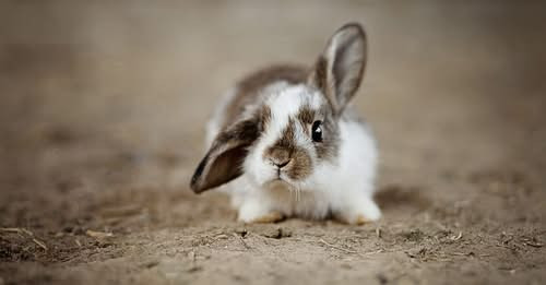 8091085693911106506?url=https%3A%2F%2Ffelvidek.ma%2Fwp content%2Fuploads%2F2025%2F11%2Frabbit 489086.jpg