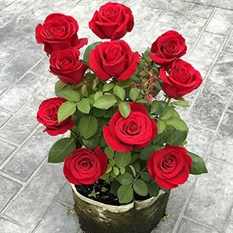no annual yes red rose live plan.jpg