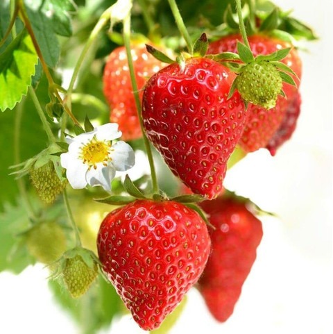 perennial no yes red strawberry (1).jpg