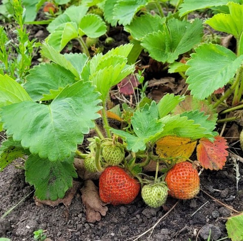annual no yes strawberry livepla.jpg