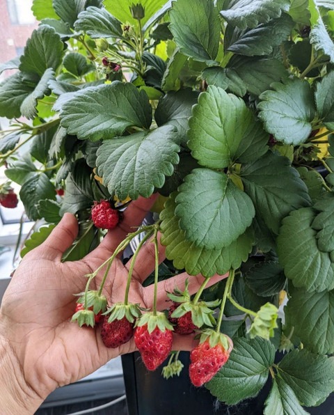 annual no yes strawberry live fr.jpg