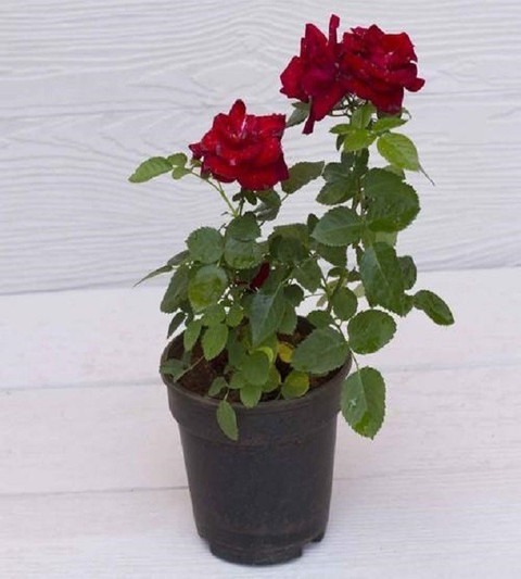 climbing rose red live plant wit.jpg