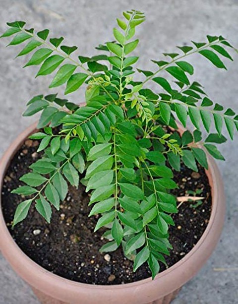live herbal plant curry leaves k.jpg