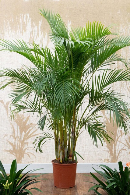 yes perennial yes areca plant 1.jpg