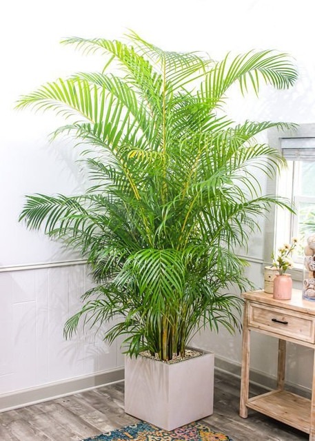 perennial yes no areca 1 plastic.jpg