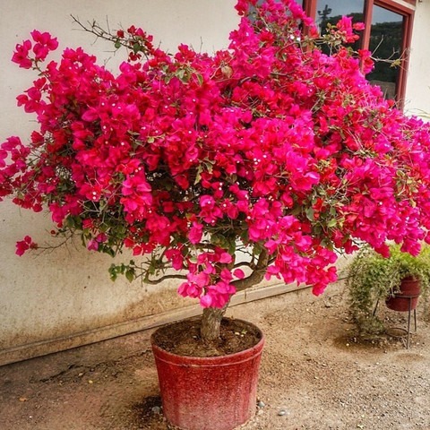 no perennial yes hybrid flowerli.jpg