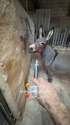 U4AO8xEnxXmO yAz.jpg